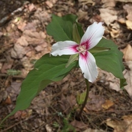 Trillium